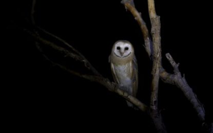 Ibisbill11-2-qx1ckopeqtig2qionfqg2om5e5z3p4v45lkdyvll0g