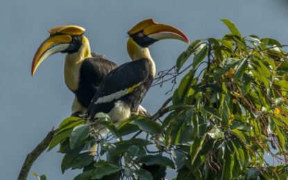 Ibisbill11-7-1-scaled-r6dv3tp4nd7lb9bru29uqj1d1mjb47hs6pucffh31c