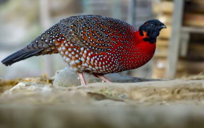 Satyr-Tragopan-scaled-r6dv2mgjwzkeh72kujl0jty5pwgfa4q4oru0cp96zk