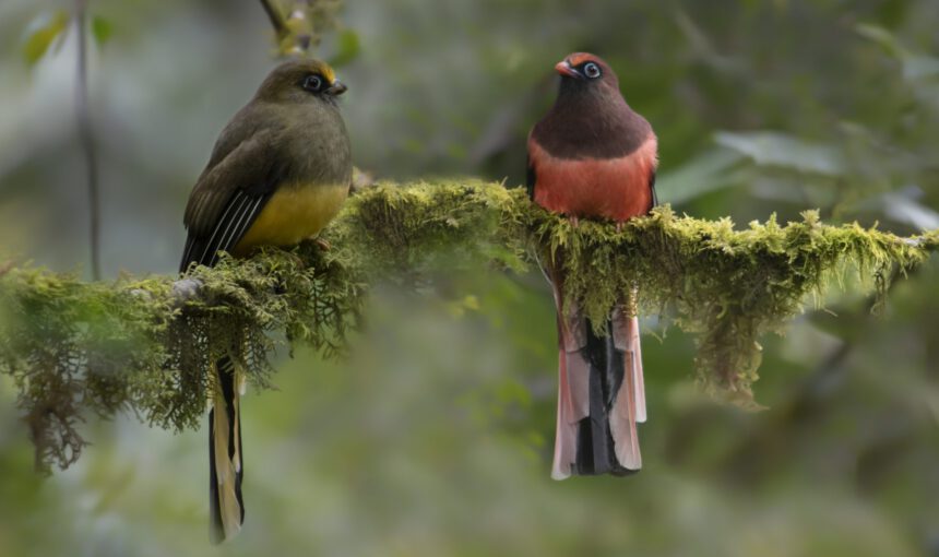 Discover Bhutan: A Birdwatcher’s Paradise