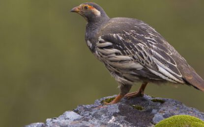 Tibetan-Snowcock-1-scaled-r6dv3yeblje0xb4y2mazkzuo0jw56p0fvd3rtta468