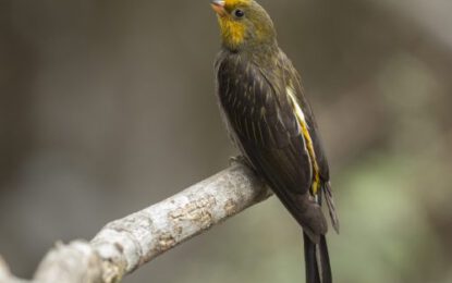 Yellow-rumped-Honeyguide-1-scaled-r6dv3o23iczvdljyqzu3bkglhbb3u0ve5xxfjrpg2o
