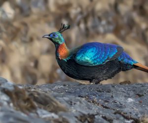 Himalayan Monal