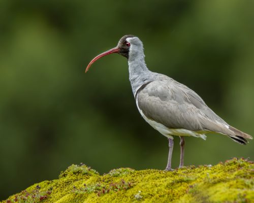 Ibisbill11-1