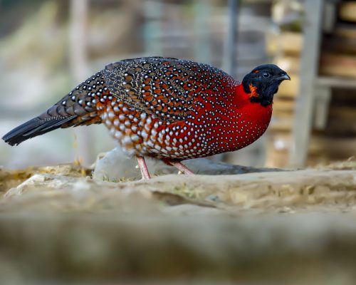 Satyr-Tragopan