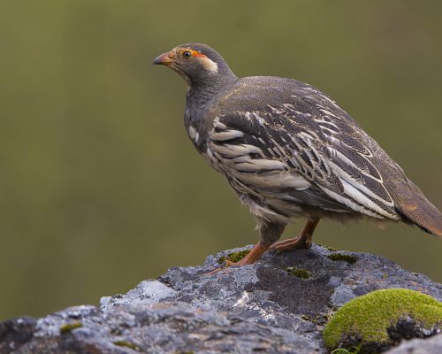 Tibetan-Snowcock-1