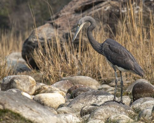 Wfite-bellied-Heron