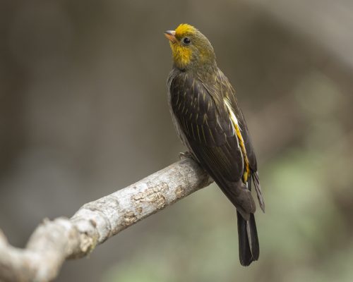 Yellow-rumped-Honeyguide-1